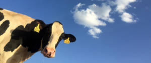 Une vache noire et blanche