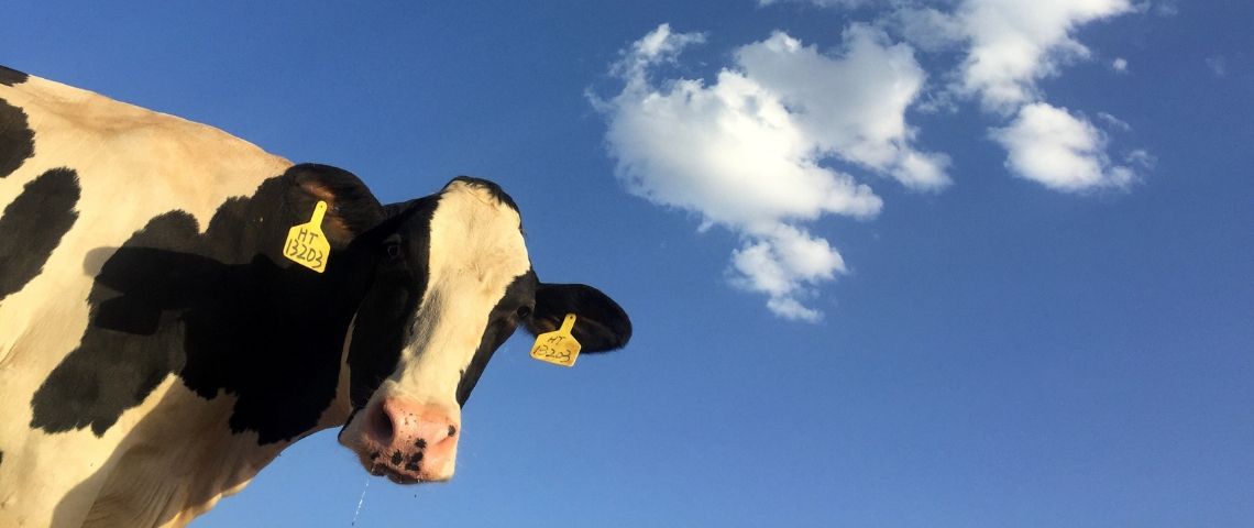 Tudder, le Tinder des vaches Une vache noire et blanche