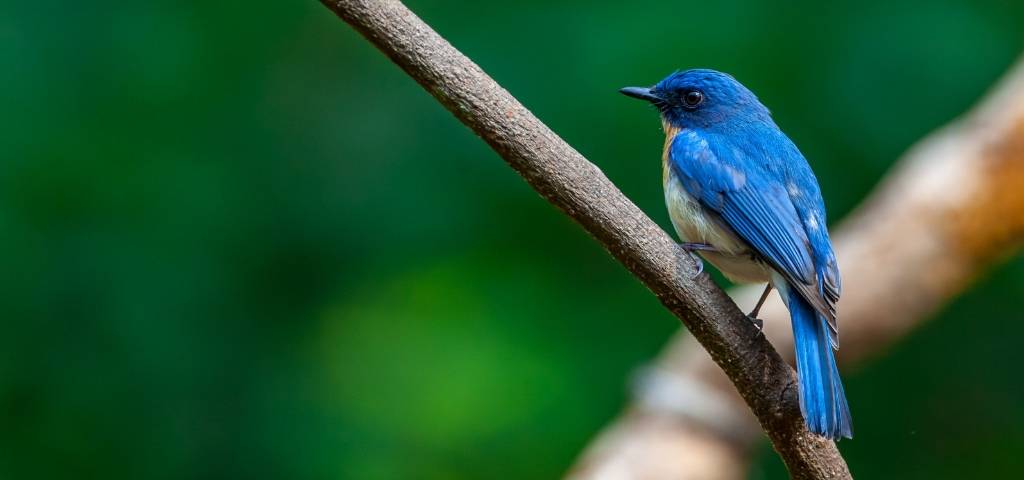 Un oiseau bleu sur une branche