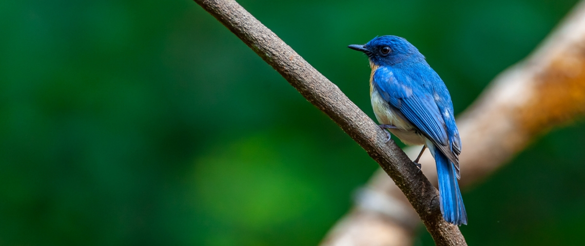 S'abonner à une conversation sur Twitter Un oiseau bleu sur une branche