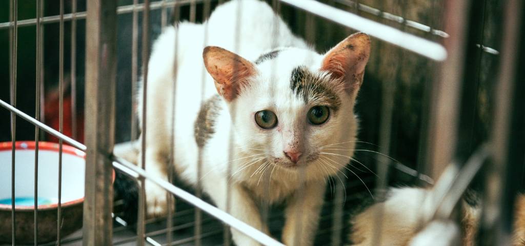 Un chat dans une cage