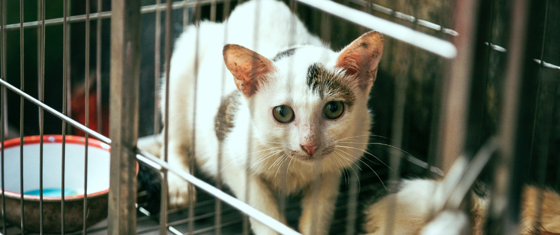 La Chine en route vers la fin de tests sur les animaux ? Un chat dans une cage
