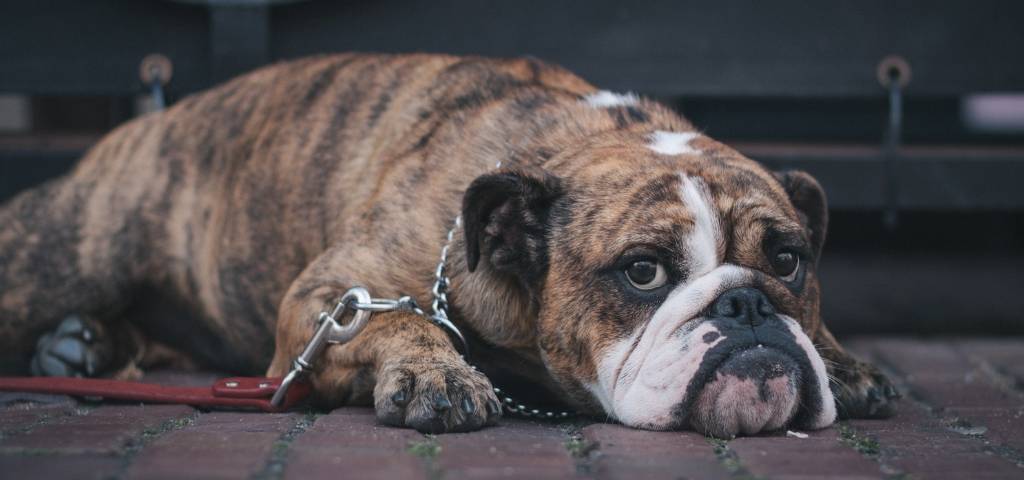 Un chien