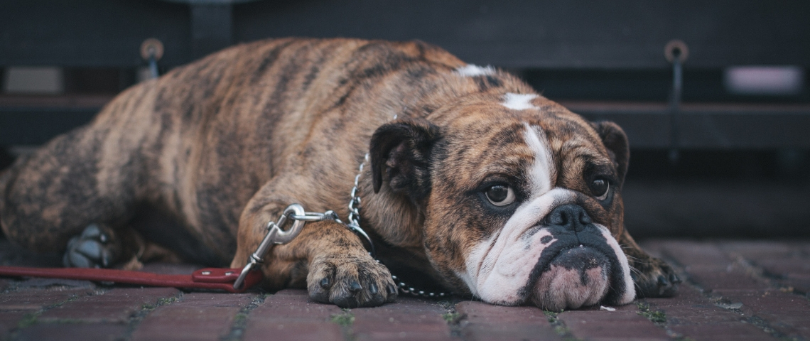 Les objets les plus insolites oubliés dans des Uber Un chien