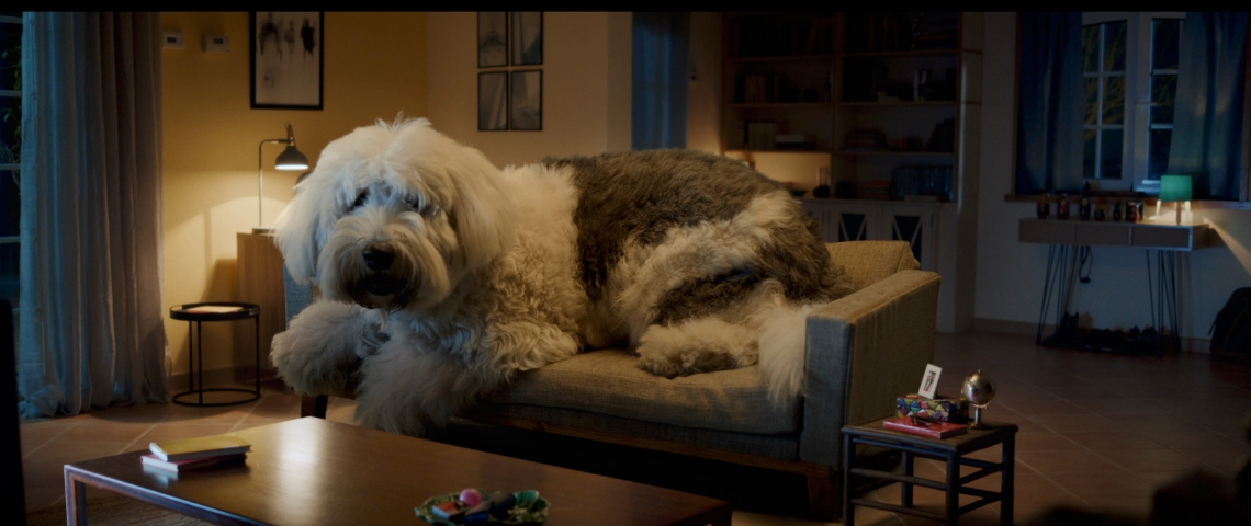 Skoda présente Doug the dog Un très gros chien dans un salon