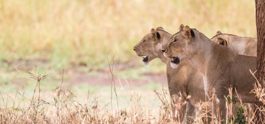Plus de 100 femmes rejoignent Les Lionnes Trois lionnes