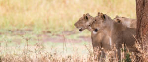 Trois lionnes