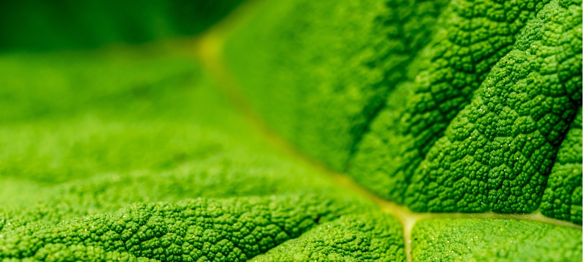 Le groupe Aufeminin ouvre les portes de son événement GREEN photosynthèse