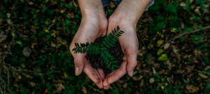 Deux mains tiennent une plante verte