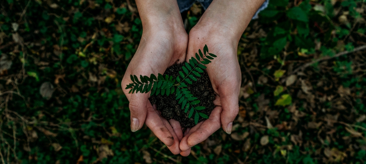 La nouvelle star dInstagram est un arbre Deux mains tiennent une plante verte