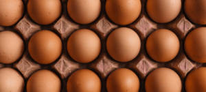 Gros plan sur oeufs