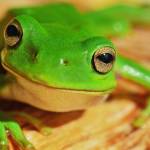 Gros plan d'une grenouille sur du bois