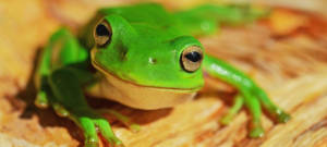 Gros plan d'une grenouille sur du bois