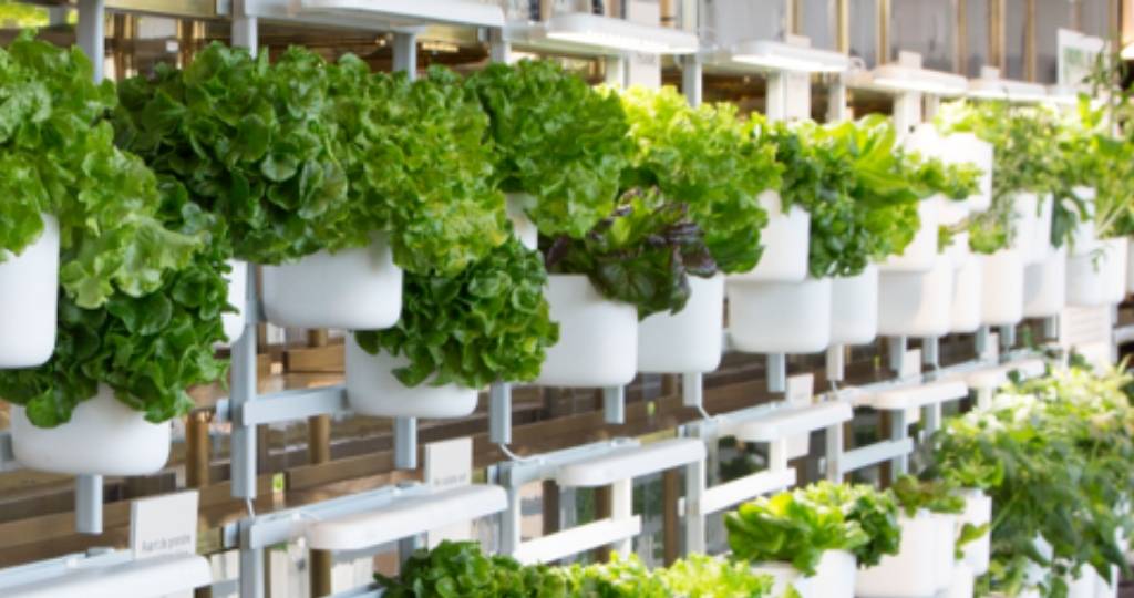 Mur végétal composé de salades