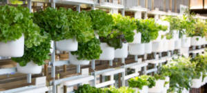 Mur végétal composé de salades
