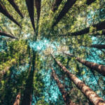 Des arbres