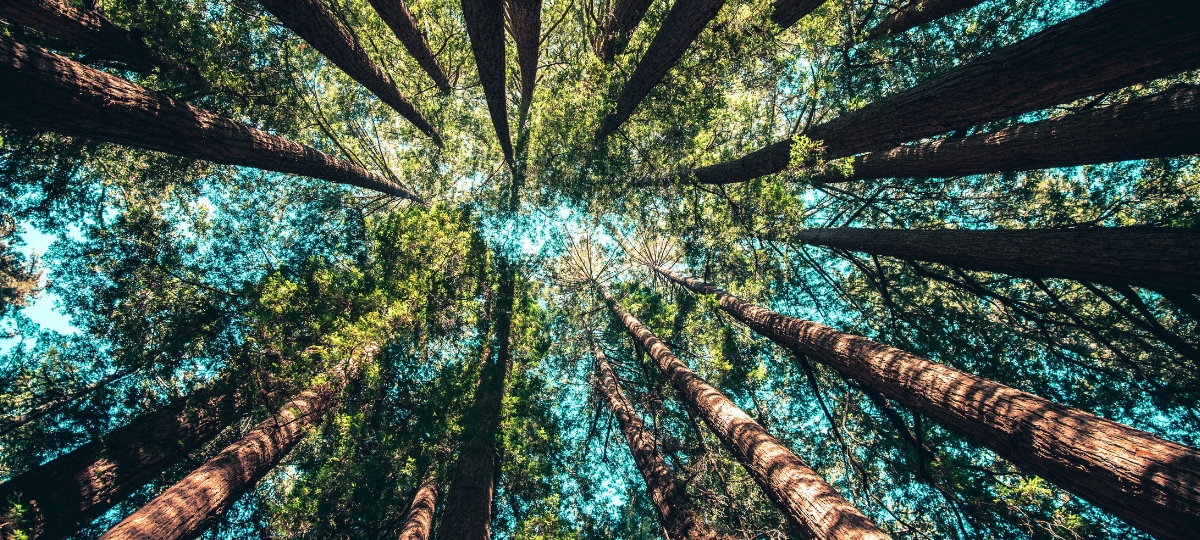 G7 Green finance des projets de reboisement à Paris Des arbres