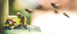 Des abeilles rentrent dans leur ruche