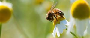 Une abeille pollinise une fleur jaune
