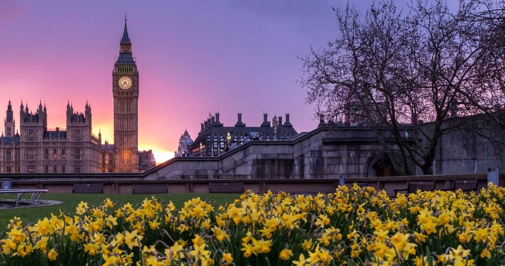 Parc de tulipes à Londres. La tour BigBen en arrière-plan