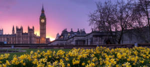 Parc de tulipes à Londres. La tour BigBen en arrière-plan
