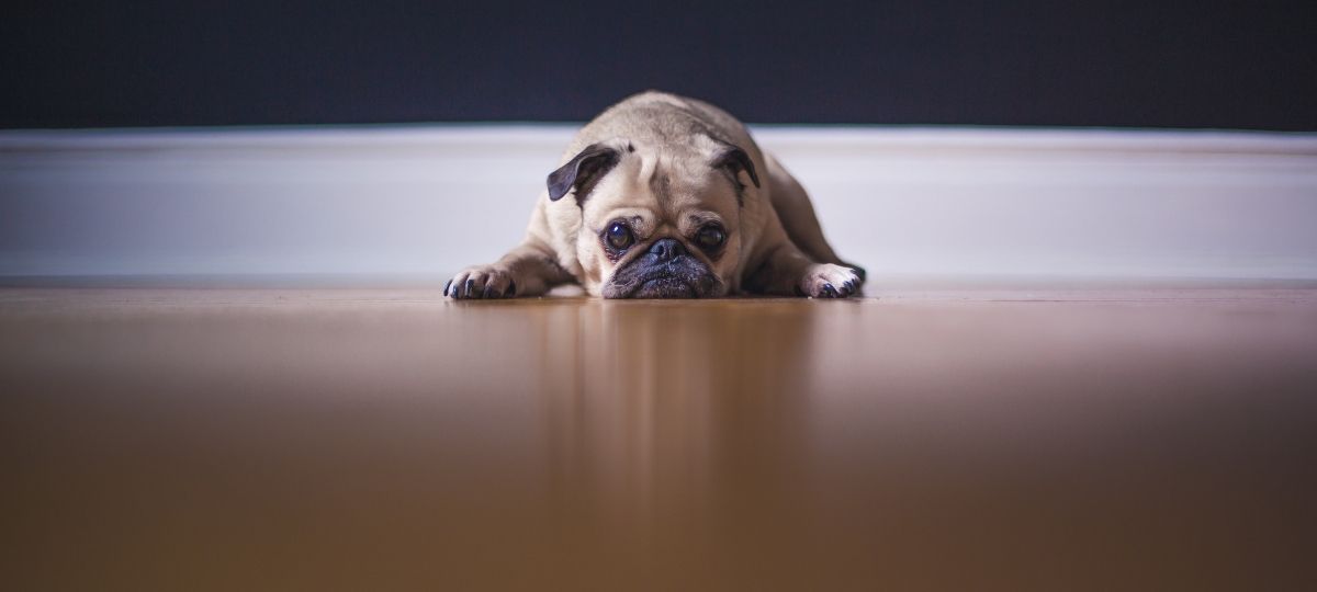 Une IA vous transforme en chien Un chien Bower français allongé sur du parquet