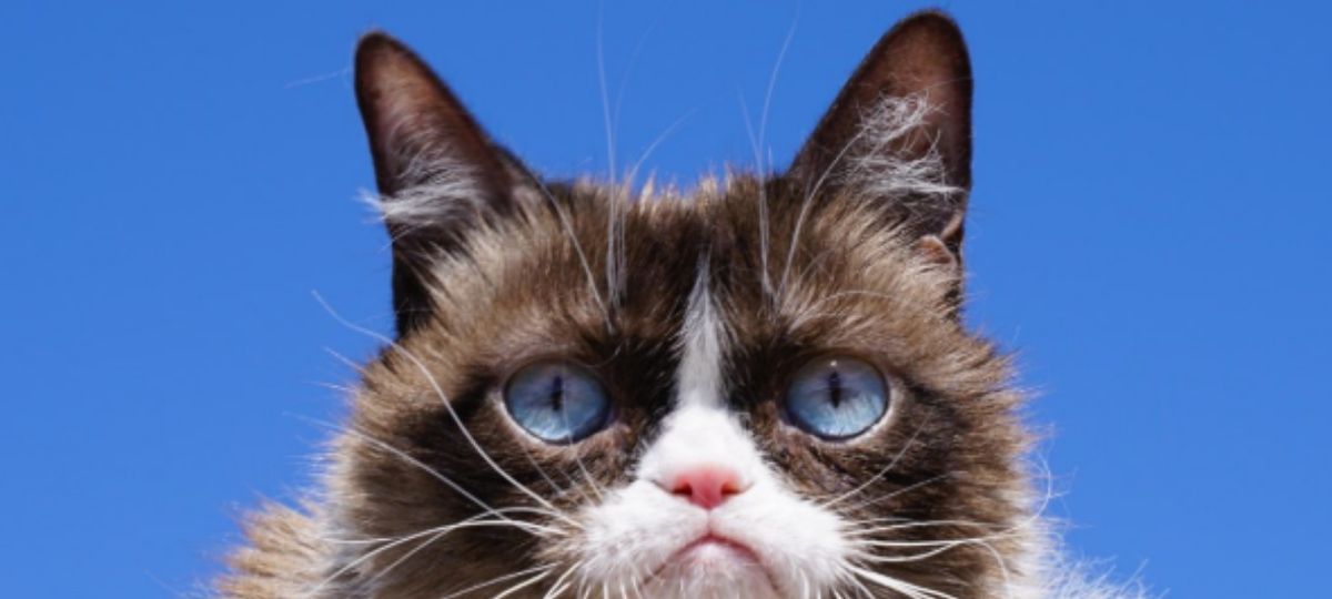 Le mème Grumpy Cat est mort Grumpy Cat