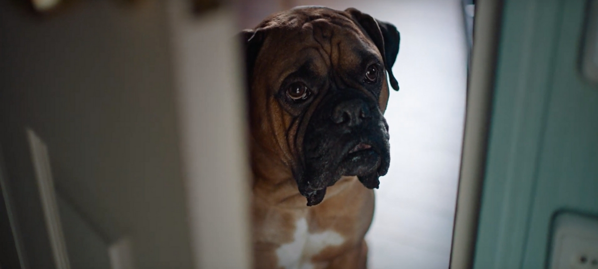 La FFC lance une nouvelle campagne avec l'agence Havas Paris Seven Un chien de race boxer regarde au travers d'une porte