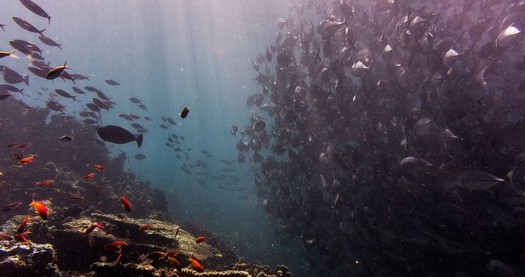 Photographie prise dans la mer avec de nombreux poissons