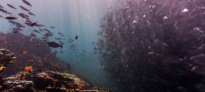 Photographie prise dans la mer avec de nombreux poissons