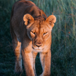 Une lionne face au soleil