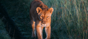 Une lionne face au soleil