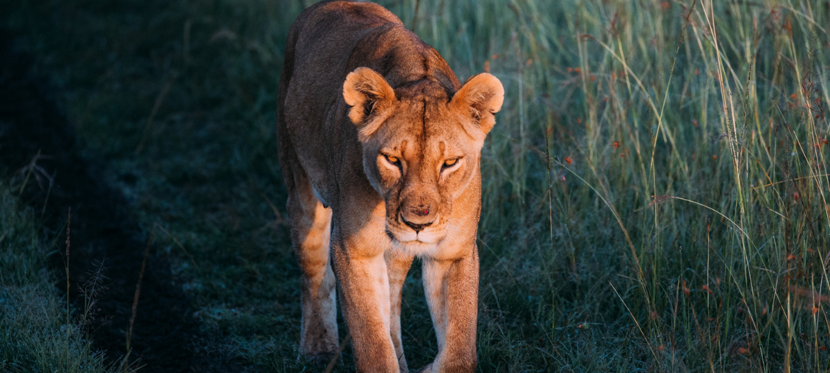 Les Lionnes réalise leur palmarès de la pub : Les Lionnes équitables Une lionne face au soleil