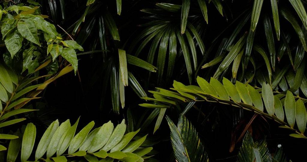 Gros plans sur des feuilles de plante grasses