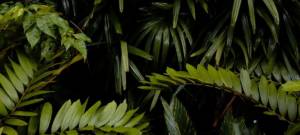 Gros plans sur des feuilles de plante grasses