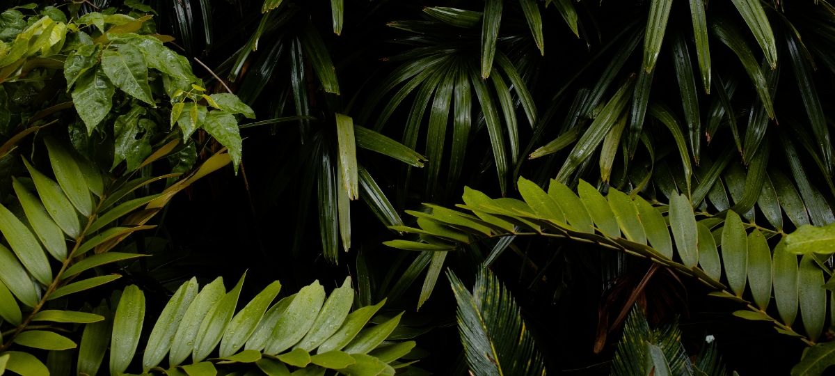 The Good Company : première agence française à devenir membre de 1% For The Planet Gros plans sur des feuilles de plante grasses