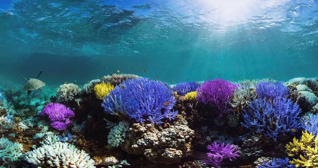 Coraux aux multiples couleurs, en Indonesie