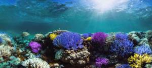 Coraux aux multiples couleurs, en Indonesie