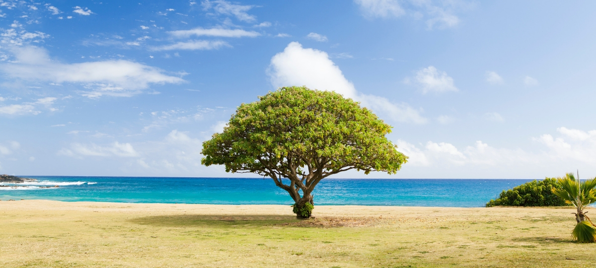 Engie rassemble les acteurs du zéro-carbone Un arbre sur une plage