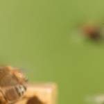 Une abeille qui rentre dans sa ruche