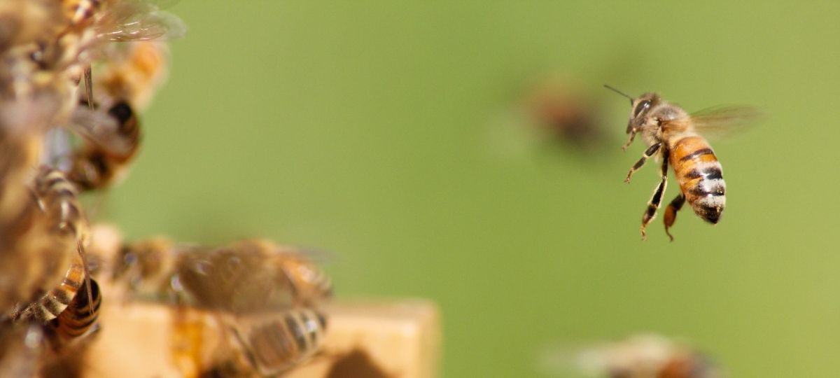 La Fondation de France présente B : la première abeille influenceuse Une abeille qui rentre dans sa ruche