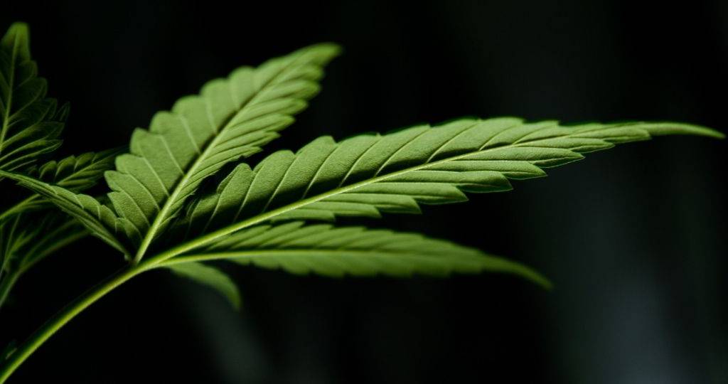 Une feuille de cannabis