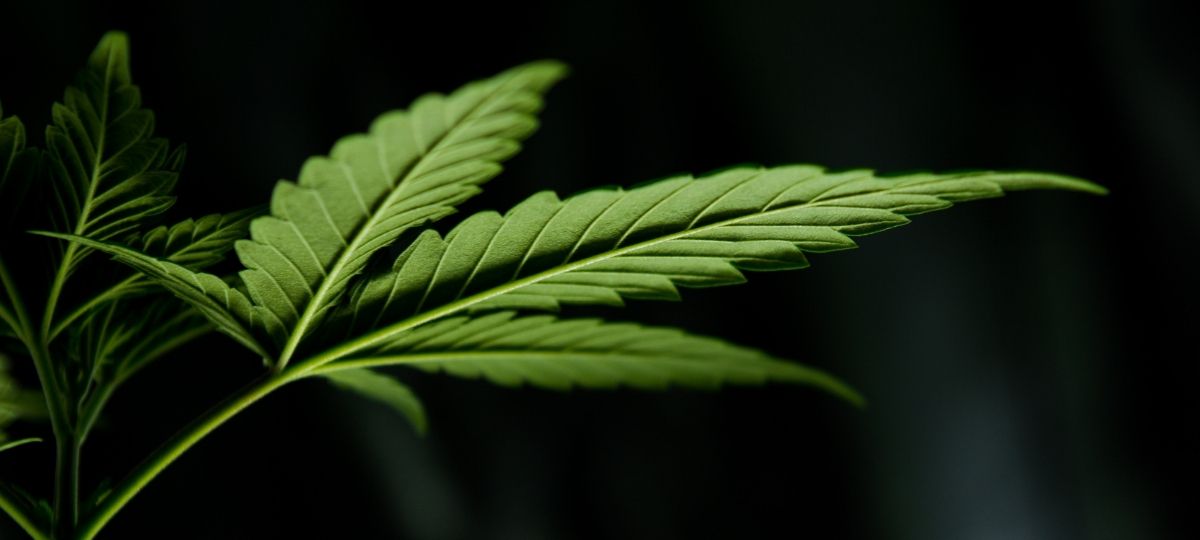 Une feuille de cannabis