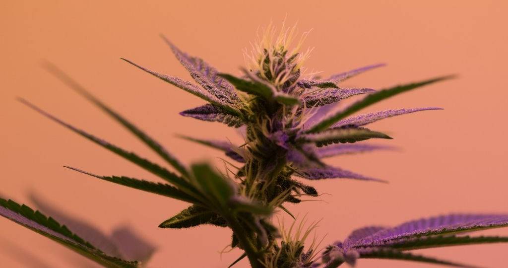 Un plante de cannabis