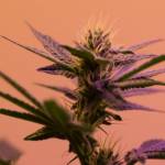 Un plante de cannabis