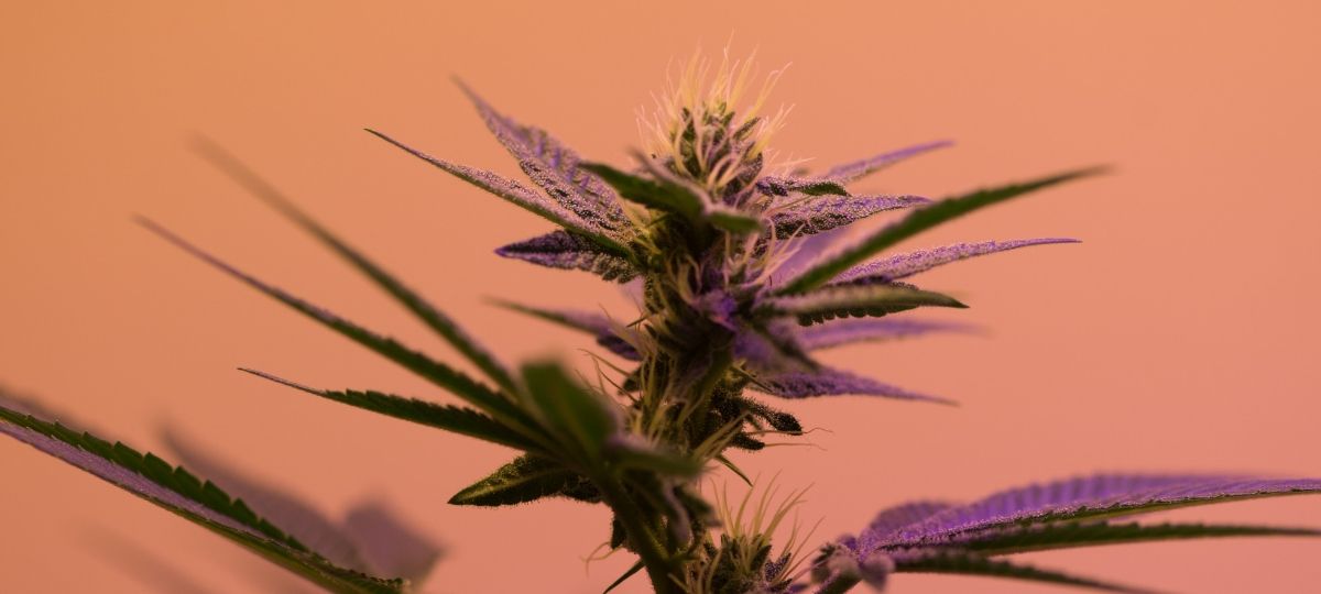 Havas ECS : la nouvelle agence dédiée à l'industrie du cannabis Un plante de cannabis