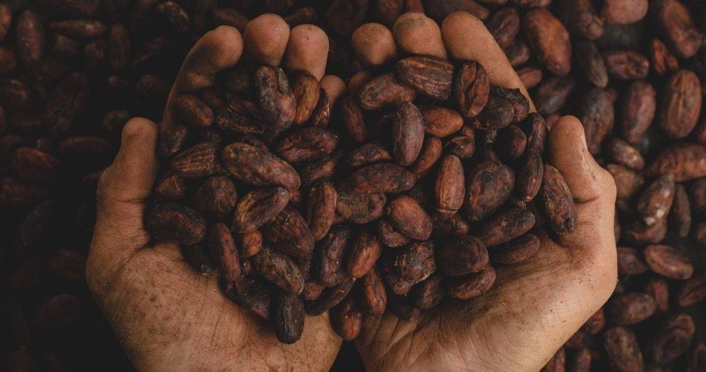 Un tient des fèves de cacao dans ses mains