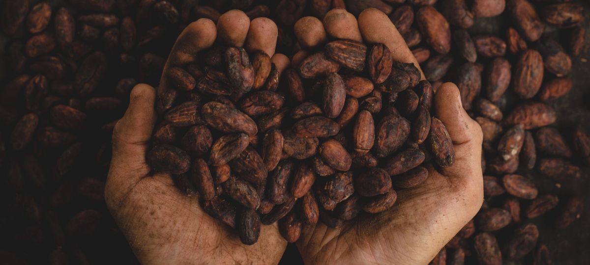 Nestlé élabore à une barre de KitKat à base de déchets de cacao et sans sucre ajoutée Un tient des fèves de cacao dans ses mains