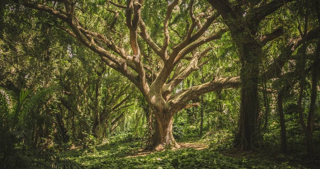 Un arbre dans la forêt