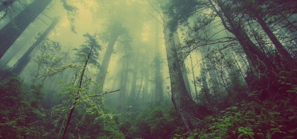 Forêt